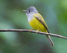 General knowledge about Grey-headed canary-flycatcher