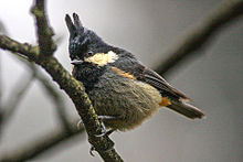 General knowledge about Rufous-vented tit