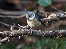General knowledge about Grey crested tit