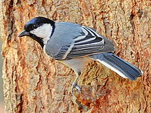 General knowledge about Cinereous tit