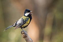 General knowledge about Green-backed tit