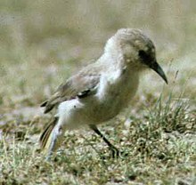 General knowledge about Ground tit