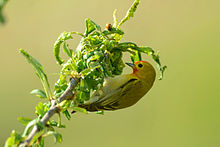 General knowledge about Fire-capped tit