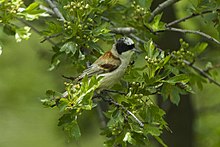 General knowledge about White-crowned penduline tit