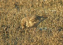 General knowledge about Greater short-toed lark