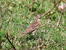 General knowledge about Mongolian short-toed lark