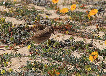 General knowledge about Lesser short-toed lark