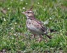 General knowledge about Crested lark