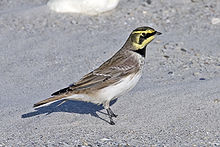 General knowledge about Horned lark