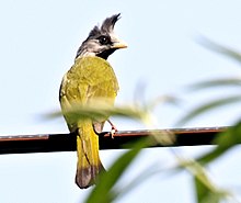 General knowledge about Crested finchbill