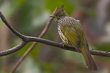 General knowledge about Striated bulbul