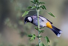 General knowledge about White-eared bulbul