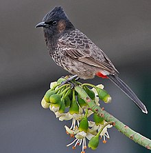 General knowledge about Red-vented bulbul