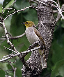 General knowledge about Yellow-throated bulbul