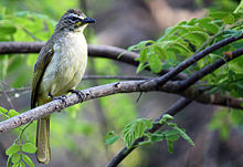 General knowledge about White-browed bulbul