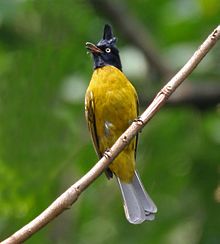 General knowledge about Black-crested bulbul
