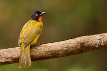 General knowledge about Flame-throated bulbul