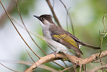 General knowledge about Ashy bulbul