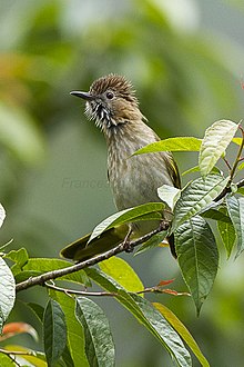 General knowledge about Mountain bulbul