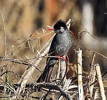General knowledge about Black bulbul