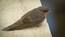 General knowledge about Dusky crag martin