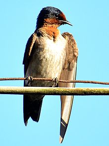 General knowledge about Pacific swallow