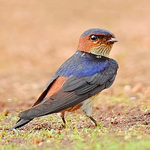 General knowledge about Red-rumped swallow