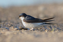 General knowledge about Common house martin