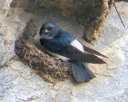 General knowledge about Nepal house martin