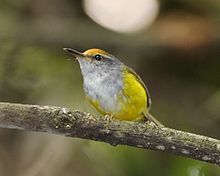 General knowledge about Mountain tailorbird