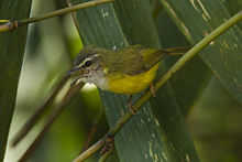 General knowledge about Yellow-bellied warbler