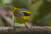 General knowledge about Black-faced warbler