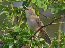General knowledge about Common grasshopper warbler