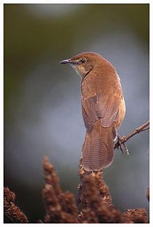 General knowledge about Broad-tailed grassbird