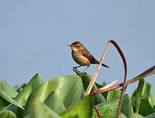 General knowledge about Paddyfield warbler