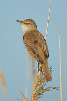 General knowledge about Great reed warbler