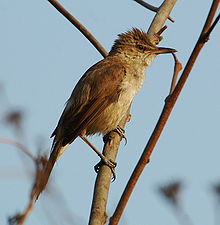 General knowledge about Clamorous reed warbler