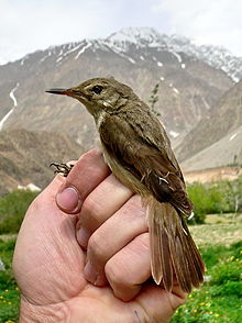 General knowledge about Large-billed reed warbler