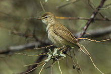 General knowledge about Booted warbler