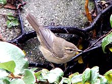 General knowledge about Dusky warbler