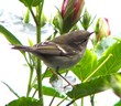 General knowledge about Yellow-browed warbler