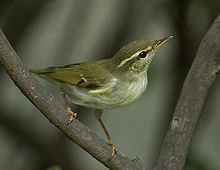 General knowledge about Arctic warbler