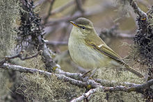 General knowledge about Greenish warbler