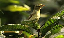 General knowledge about Green warbler