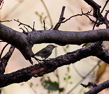 General knowledge about Western crowned warbler