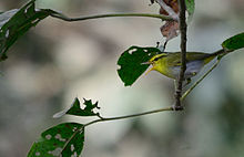 Yellow-vented warbler