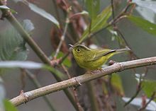 General knowledge about Green-crowned warbler