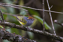 General knowledge about Chestnut-crowned warbler