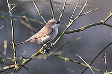 General knowledge about Desert whitethroat