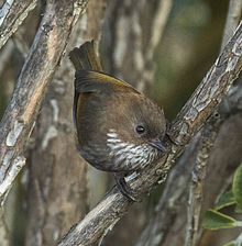 General knowledge about Brown-throated fulvetta